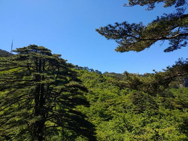 北海景区-团结松