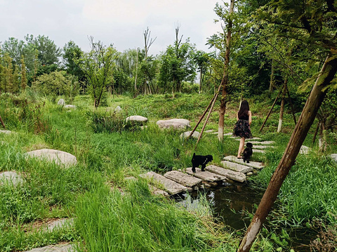 青龙湖湿地公园-观景台旅游景点图片