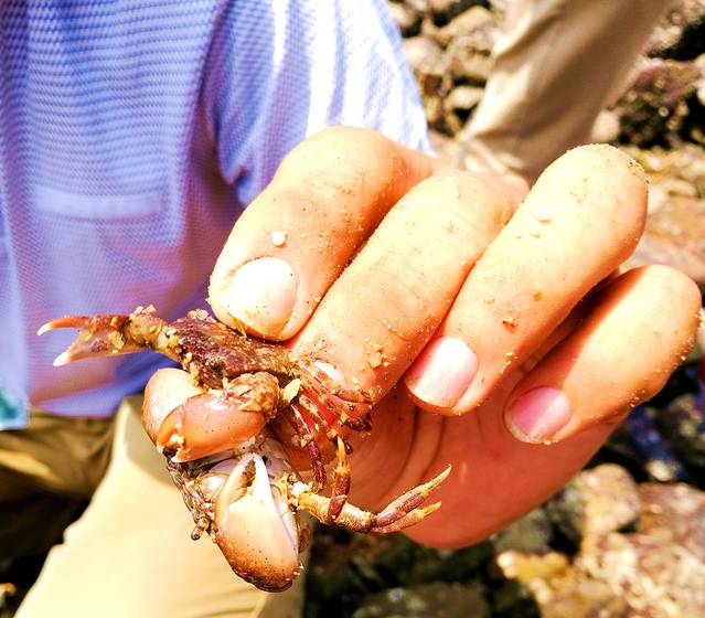 冠头岭国家森林公园赶海体验