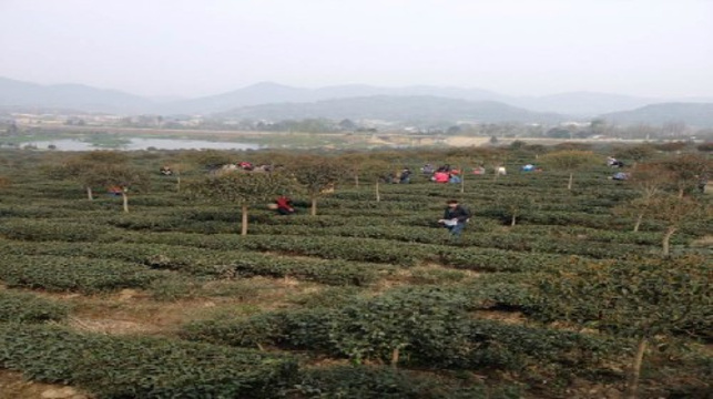 古蜀皇茶茶文化生态体验园旅游景点图片