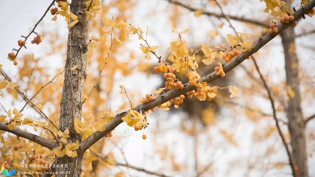 内蒙古财经大学