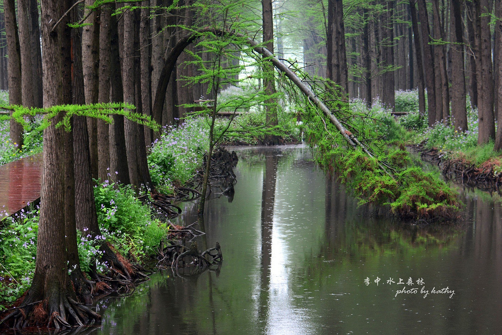 李中水上森林公园