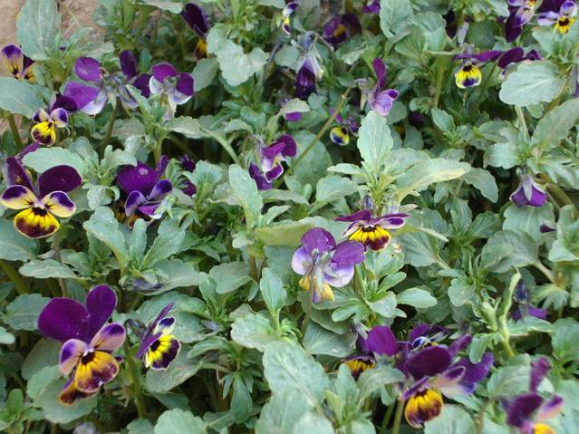 麦积山风景名胜区-曲溪景区