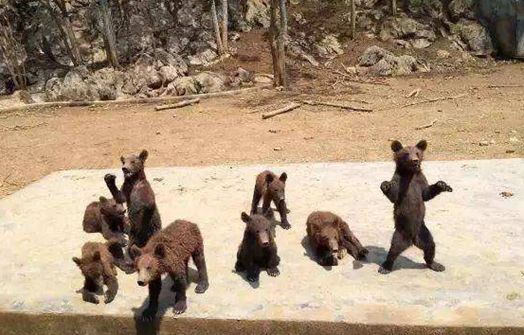 诸仙洞野生动物园