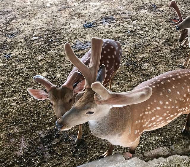 北京鹿世界主题园