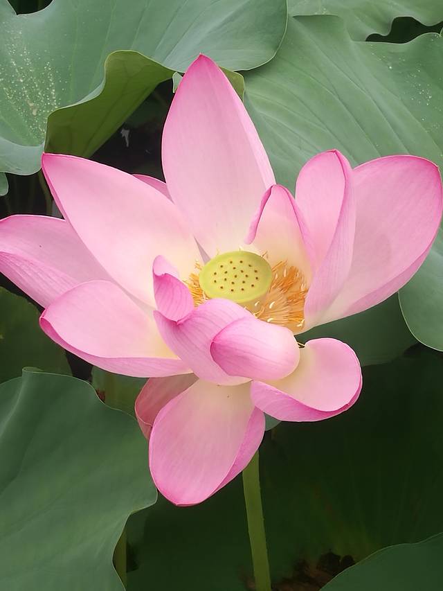 燕郊滨河森林公园西区
