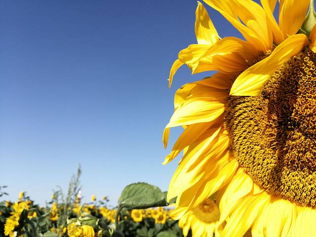 博州赛里木湖冰雕