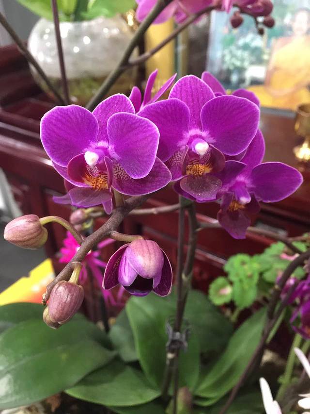 八婆婆烧仙草(大润发店)