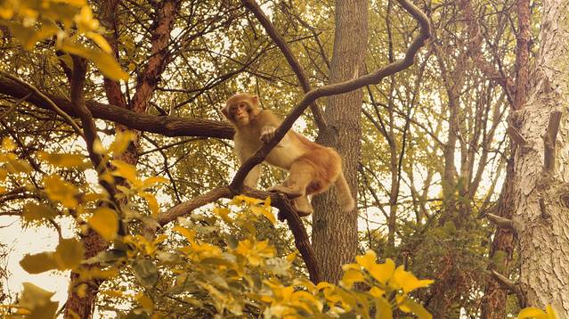 临峰山郊野公园