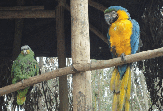 AMARU Bioparque Cuenca Zoologico旅游景点图片