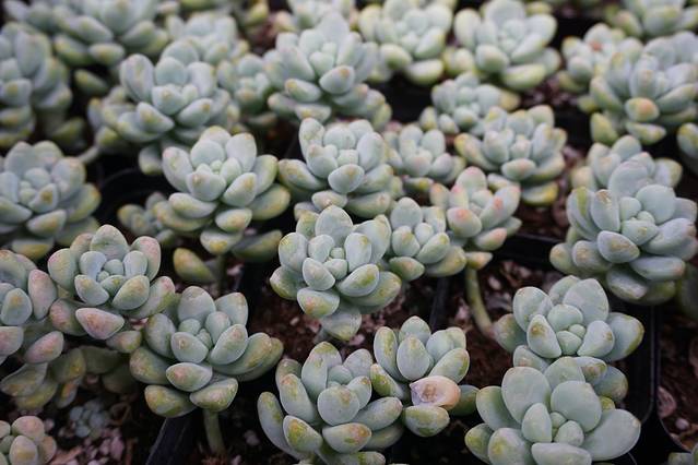 昆明斗南盆景花卉生态园