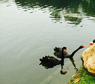 天鹅湖