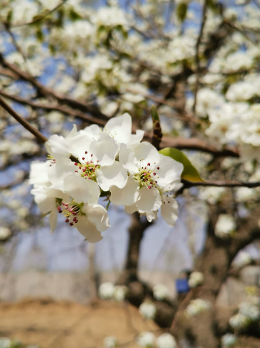 中国航天梨花庄园