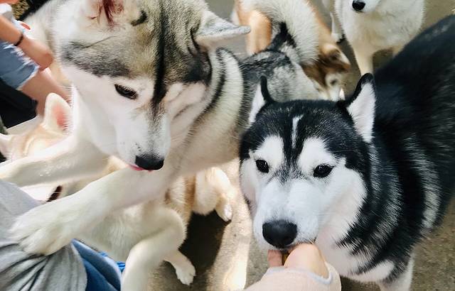 TrueLove @ Neverland (Husky Cafe)