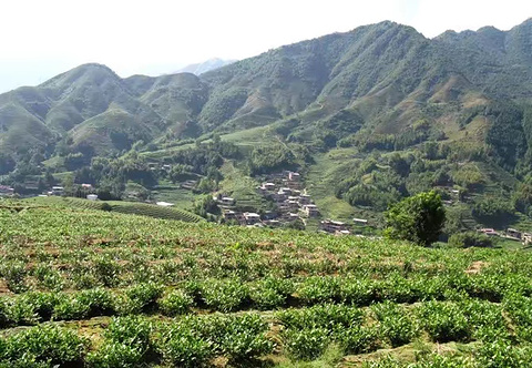芳羽白茶-大明山茶厂