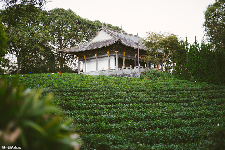 "它是整个茶博览苑的中心，也是观看万亩茶园的最佳观景台。每一站都非常的精彩，每一种体验都不容错过_中华普洱茶博览苑"的评论图片