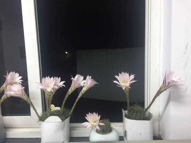 本溪路花鸟市场(江浦路1709弄小区店)