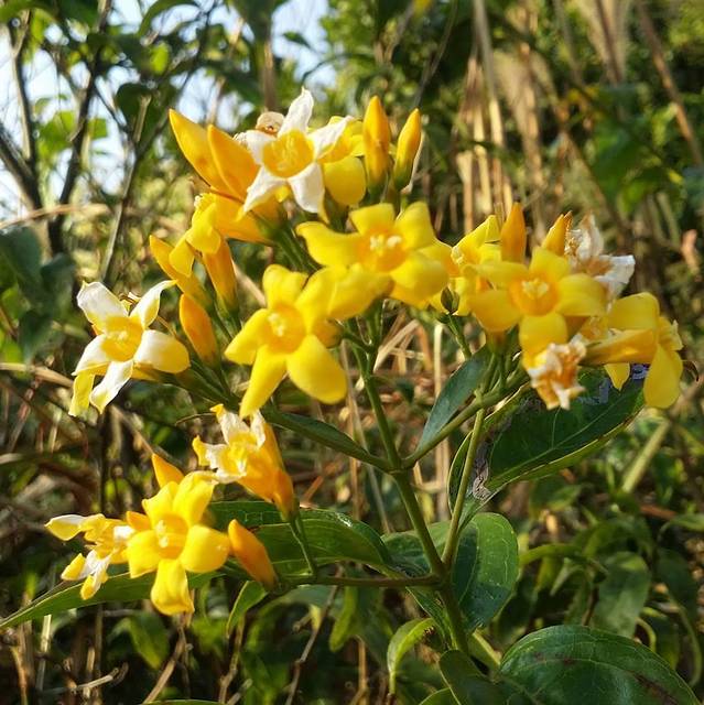 大帽山郊野公园