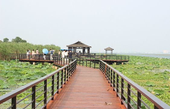 阳澄湖莲花岛旅游景点图片