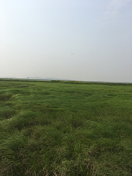 鄱阳湖湿地科学园-观湖平台的图片