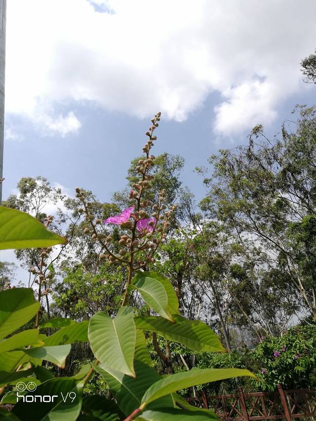 开平市人民公园