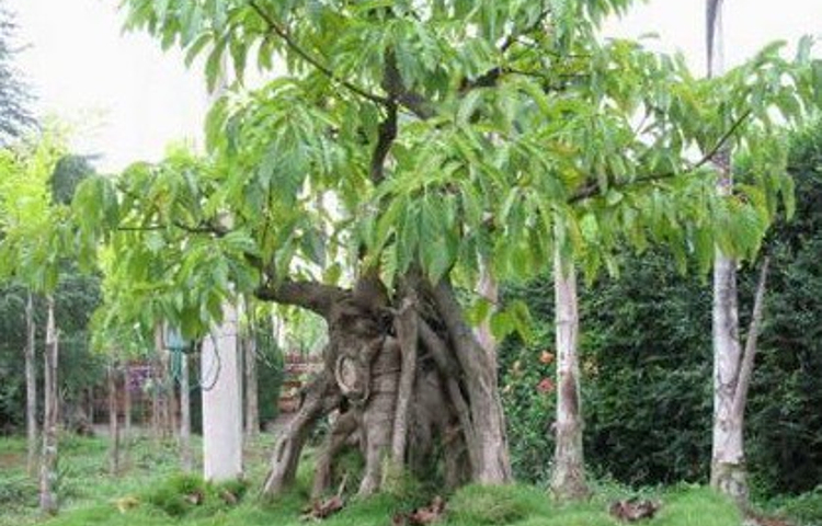 阳光盆景园(黔桂万峰城店)