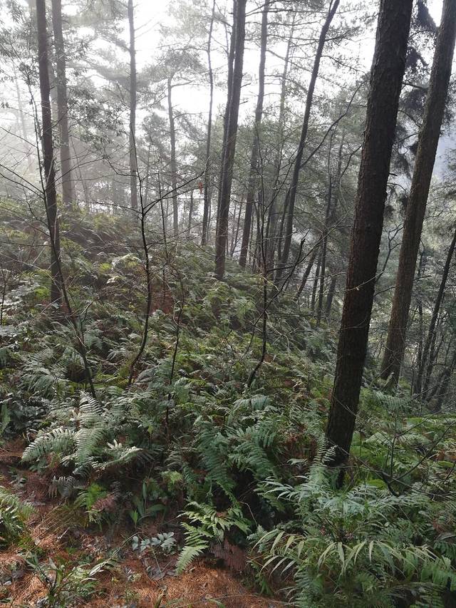 綦江古剑山风景区-菩提园