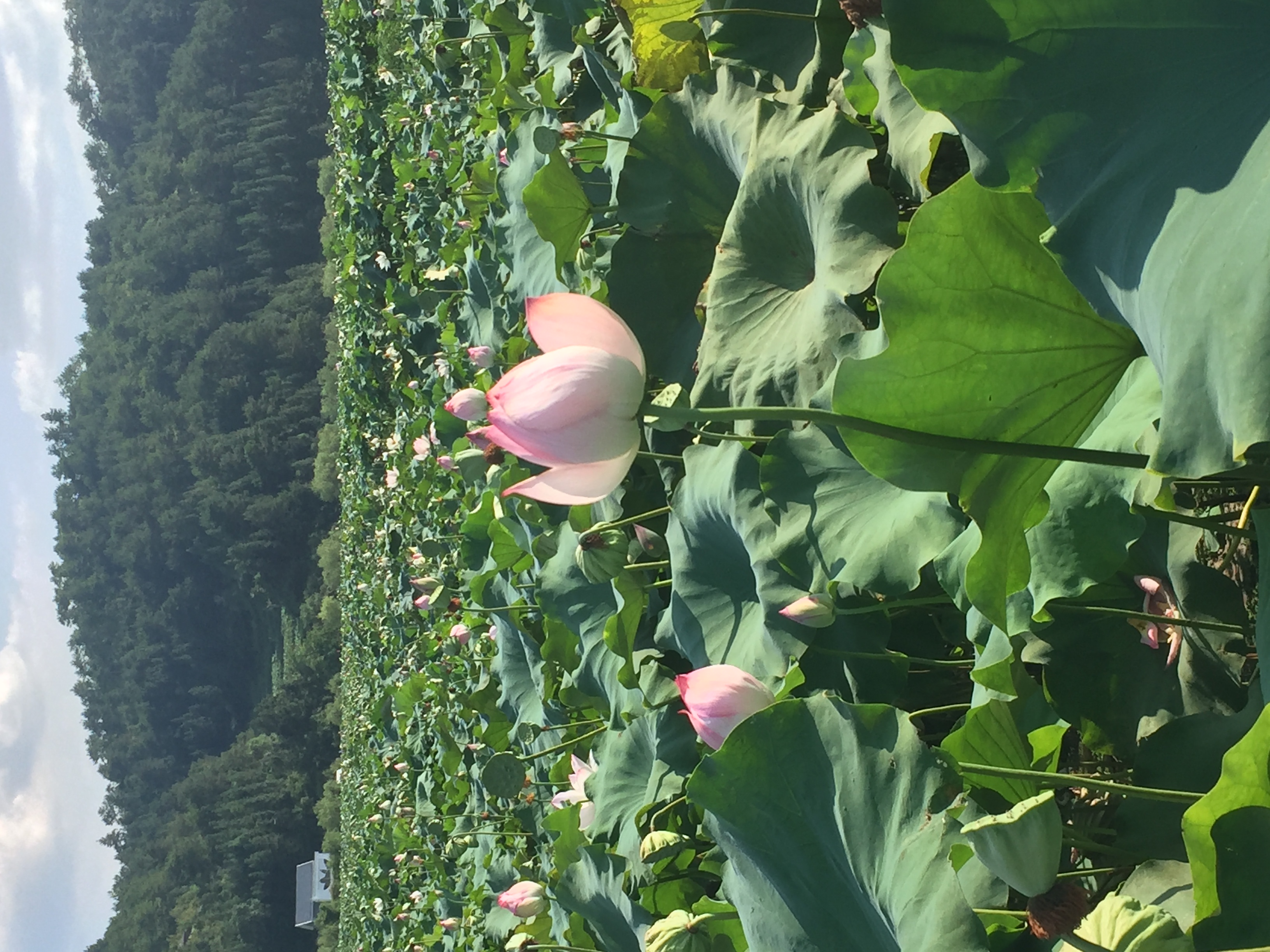 中国莲花第一村