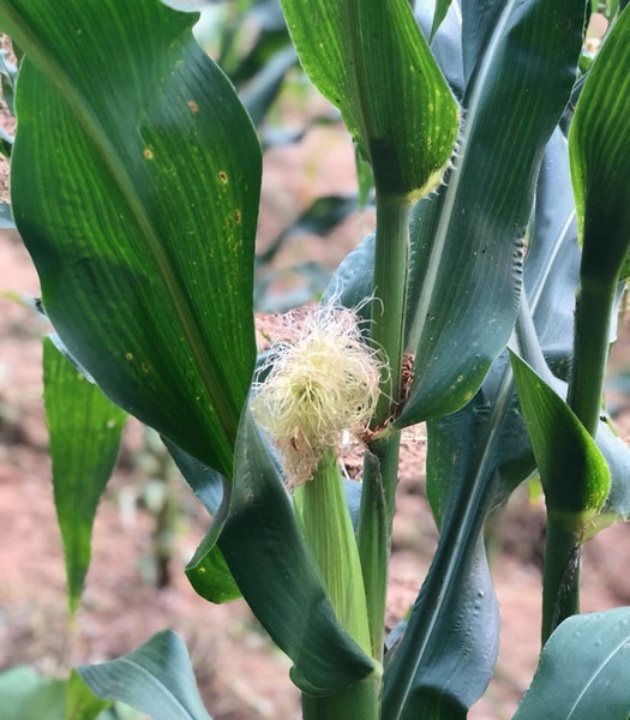 缙云山农家乐韩式避暑山庄