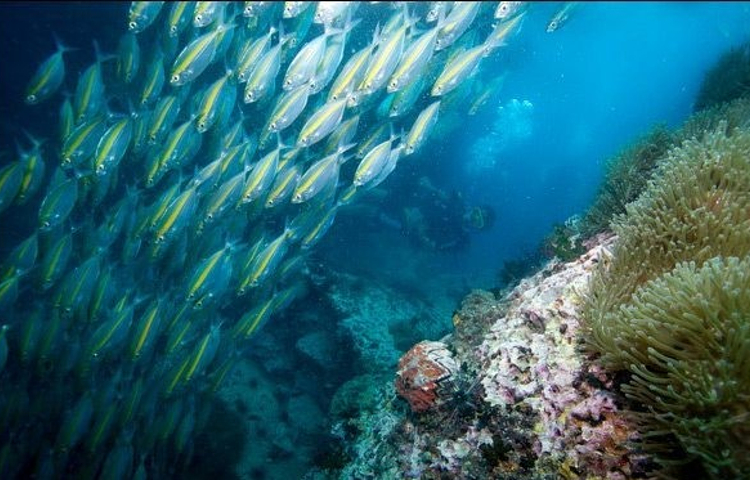 Thailand Dive and Sail