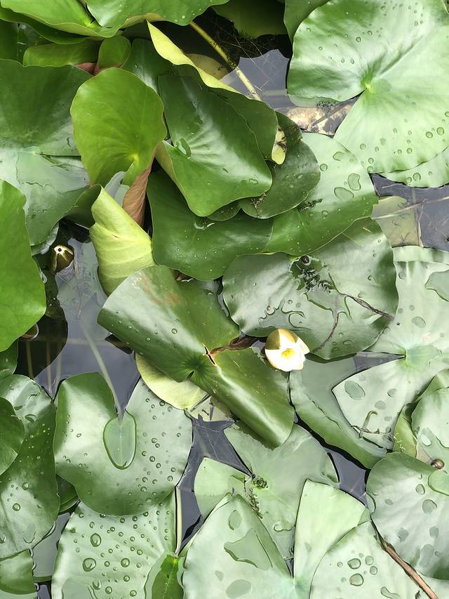 徐汇区西岸自然艺术公园