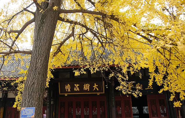 大慈茶社(大慈寺店)