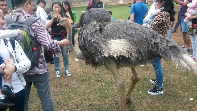 武汉九峰森林动物园