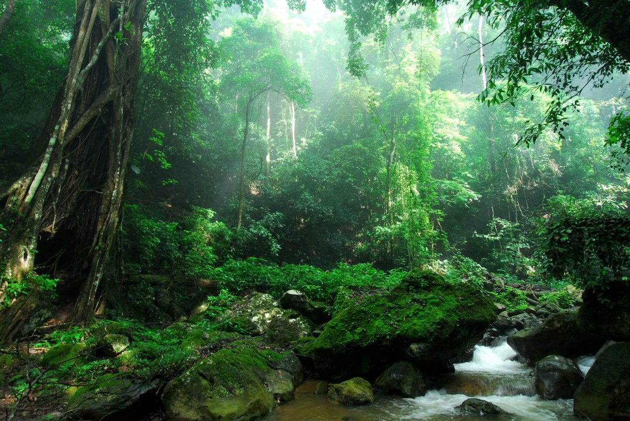 西双版纳小众游勐远仙境探秘最原始的热带雨林-西双版纳旅游攻略-游记-去哪儿攻略