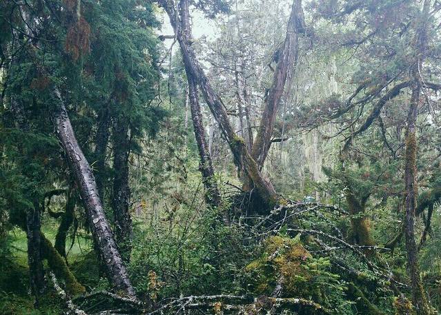 立新原始森林景区