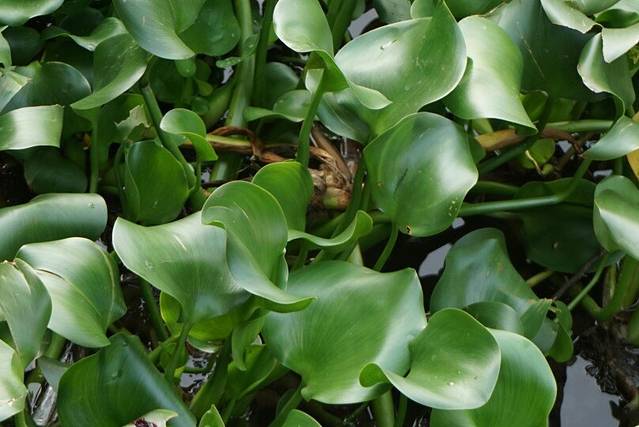 西塘古镇-安善桥