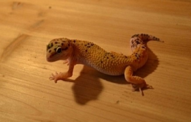 运城市人民公园-爬行动物馆