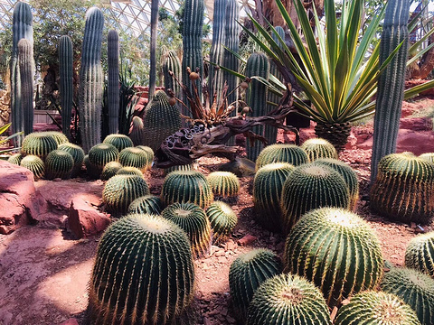 上海辰山植物园中心展示区-小卖部(辰花路)旅游景点图片