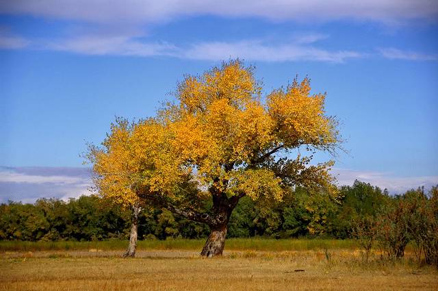 白哈巴森林公园
