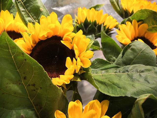 十里河花鸟鱼虫市场