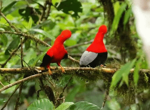 Paz de las Aves Bird Refuge的图片
