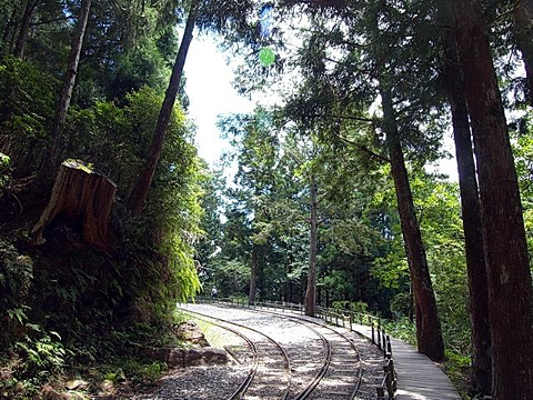 太平山森林游乐区旅游景点图片