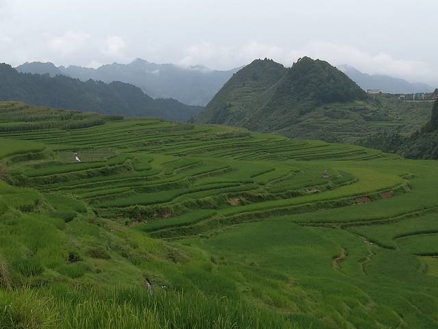 高要梯田
