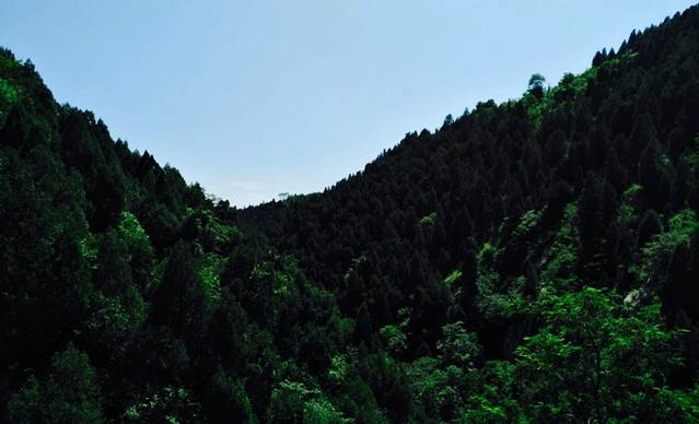 洪庆山国家森林公园