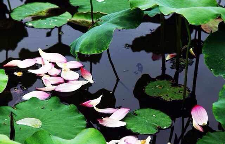 漩门湾国家湿地公园