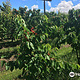 Orani Vineyard & Fruit Farm