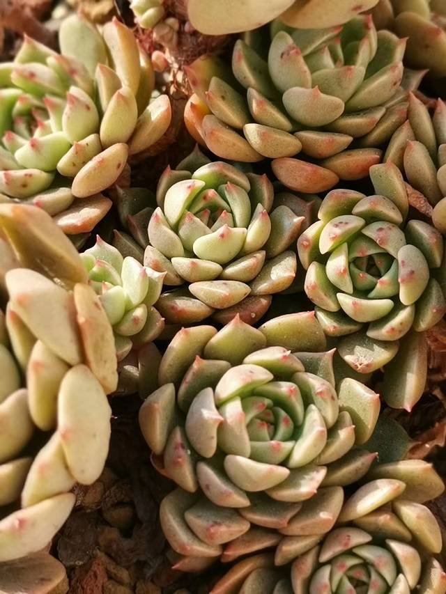 杨浦花鸟古玩市场