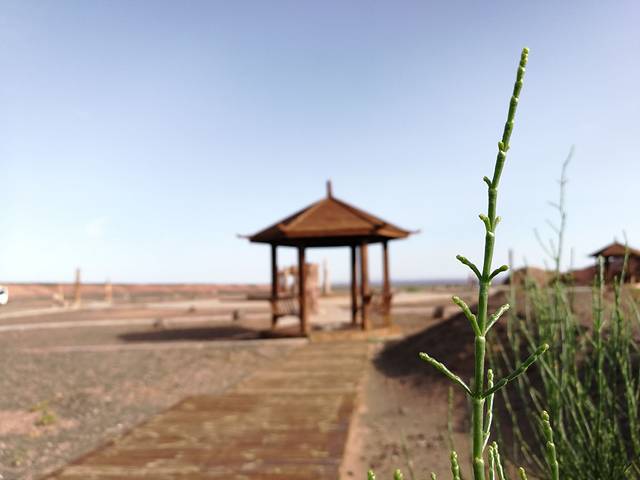 硅化木园林公园