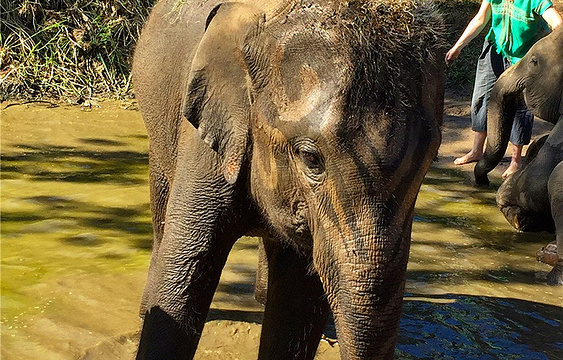 Ran-Tong大象保护中心旅游景点图片