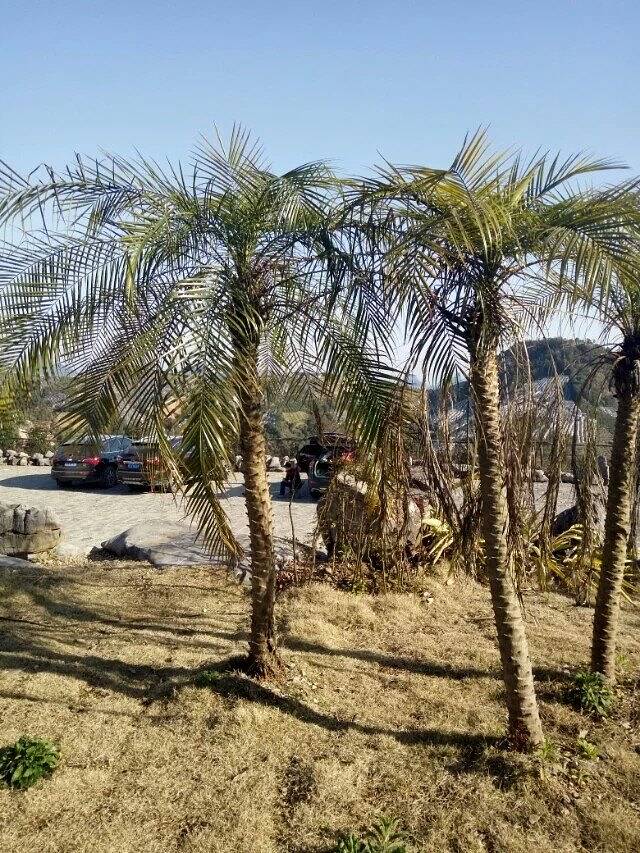 七仙峰有机茶园